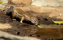 Striped ground squirrel {Xerus erythropus} drinking, Gambia