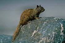 California ground squirrel {Spermophilus beecheyi} California, USA