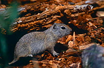 Wyoming ground squirrel {Spermophilus elegans}Rocky Mountain NP, Colorado, USA