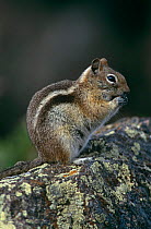 Golden mantled ground squirrel {Spermophilus lateralis} Rocky Mountain NP, Colorado, USA