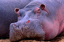 Hippopotamus {Hippopotamus amphibius} Masai Mara, Kenya