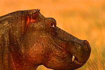 Hippopotamus {Hippopotamus amphibius} Masai Mara, Kenya
