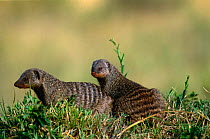Banded mongoose {Mungos mungo} Masai Mara GR, Kenya