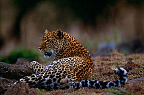 Leopard {Panthera pardus} Masai Mara GR, Kenya