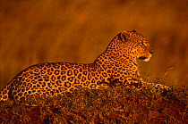 Leopard {Panthera pardus} at sunset, Masai Mara GR, Kenya