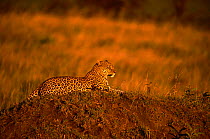 Leopard {Panthera pardus} at sunset, Masai Mara GR, Kenya