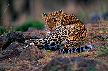 Leopard {Panthera pardus} grooming, Masai Mara GR, Kenya