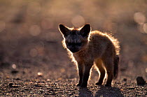 Bat eared fox cub {Otocyon megalotis} Masai Mara GR, Kenya