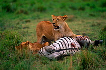 African lionesses {Panthera leo} at Zebra kill, Masai Mara GR, Kenya