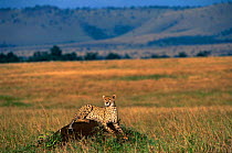Cheetah {Acinonyx jubatus} female on termite mound with escarpment behind, Masai Mara GR, Kenya