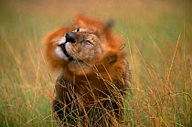 African lion {Panthera leo} male shaking his wet mane, Masai Mara GR, Kenya