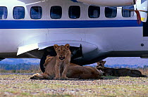 African lions {Panthera leo} resting in shade of aeroplane, Masai Mara GR, Kenya