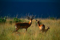 Impala {Aepyceros melampus} family group with storm clouds in background, Masai Mara