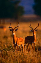 Impala {Aepyceros melampus} two males, Masai Mara