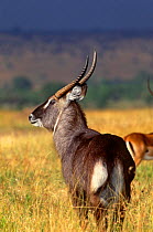 Male Defassa Waterbuck {Kobus ellipsiprymnus defassa} Masai Mara GR, Kenya