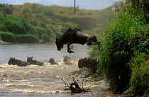 Wildebeest {Connochaetes taurinus} leaping into Mara river, Masai Mara GR, Kenya
