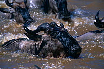 Wildebeest {Connochaetes taurinus} swimming across the Mara river, Masai Mara GR, Kenya