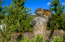 Least chipmunk {Eutamais minimus} in pine forest, Yellowstone NP, Wyoming, USA
