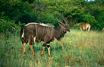 Male Nyala {Tragelaphus angasi} Phinda Resource Reserve, South Africa