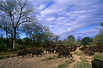 Buffalo herd {Syncerus caffer} crossing dry river bed, Malamala GR, South Africa