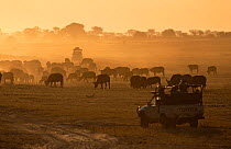 Safari vehicles viewing Buffalo herd {Syncerus caffer} at dusk, South Africa