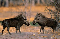 Male Warthogs {Phacochoerus aethiopicus} sparring, Moremi WR, Botswana