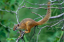 Smith's bush squirrel {Paraxerus cepapi} South Africa