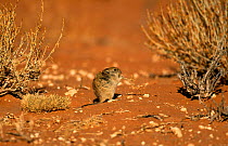 Brant's whistling rat {Parotomys brantsii} Kalahari Gemsbok NP, South Africa