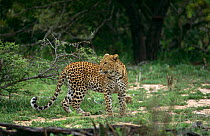 Female Leopard {Panthera pardus} Mala Mala GR, South Africa