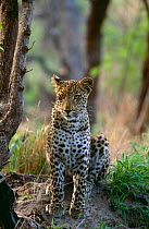 Leopard {Panthera pardus} Mala Mala GR, South Africa