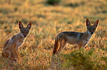 Black backed jackal pups {Canis mesomelas} at dusk, Mala Mala GR, South Africa