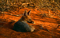 Cape fox {Vulpes chama} at dawn, Kruger NP, South Africa