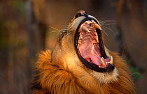 Male African lion {Panthera leo} yawning, Phinda Resource Reserve, South Africa