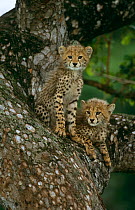 Cheetah {Acinonyx jabatus} two 3-months cubs in Marula tree, Phinda Resource Reserve, South Africa