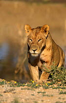 African lioness {Panthera leo} Kalahari Gemsbok NP, South Africa