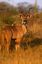 Greater kudu {Tragelaphus strepsiceros} Male, Londolozi GR, South Africa