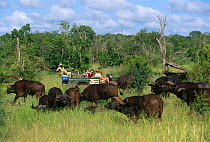 Tourists watching African buffalo herd {Syncerus caffer} Mala Mala GR, South Africa