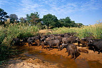African buffalo {Syncerus caffer} drinking from dry river bed, Mala Mala GR, South Africa