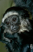 Agile gibbon {Hylobates agilis} captive, from Indonesia, Malaysia, Thailand