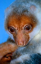 Spotted cuscus {Phalanger maculatus} captive, from North Australia and New Guinea