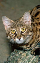 Black footed cat {Felis nigripes} captive, from South Africa, Botswana and Namibia, vulnerable