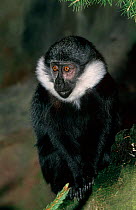 L'Hoest's monkey {Cercopithecus l'houesti} captive, from central Africa