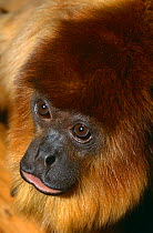 Red howler monkey {Alouatta seniculus} captive, from Colombia, Venezuela, Bolivia