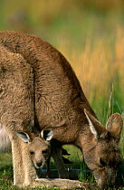 Eastern grey kangaroo {Macropus giganteus} grazing with joey in pouch {Macropus giganteus} Wilsons Promontory NP, Australia