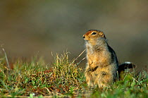 Parry's / Arctic Ground Squirrel {Spermophilus parryii} Siberia, Russia