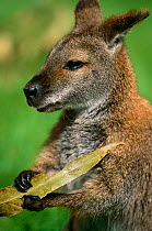 Red-necked wallaby {Macropus rufogriseus} Lamington NP, Queensland, Australia