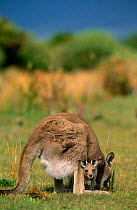 Eastern grey kangaroo {Macropus giganteus} grazing with joey in pouch, Wilsons Promontory NP, Australia