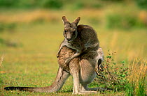 Eastern grey kangaroo {Macropus giganteus} scratching, Wilsons promontory NP, Australia