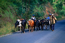 Herding Zebu cattle {Bos indicus} along road, Madagascar