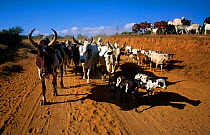 Zebu cattle {Bos indicus} Madagascar